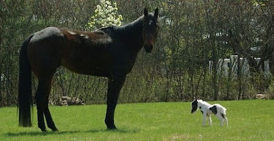 Einstein - The World's Smallest Horse Seen On www.coolpicturegallery.us