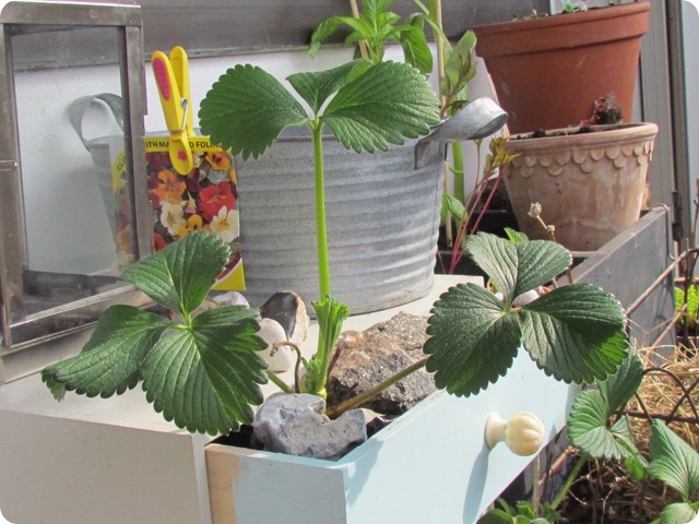 IMG_7366_resize