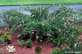 Pink Powder Puff Calliandra surinamensis