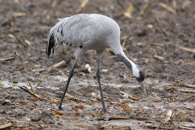 Kraan - Kraanvogel - Grus grus