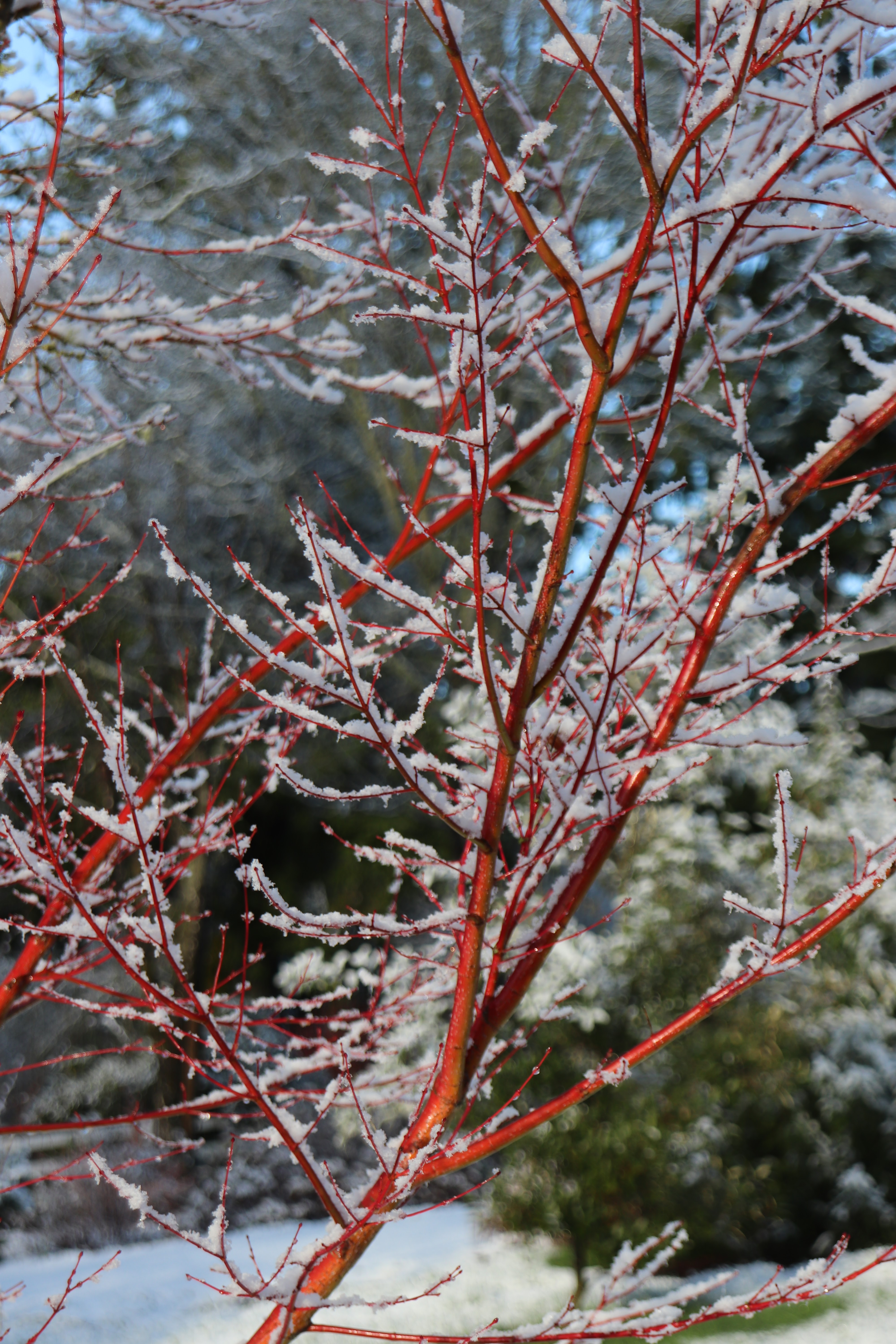 20 Pretty Winter Plants for Backyard Cheer - Birds and Blooms