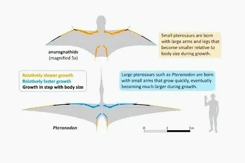 Imagen que comprara el tamaño de los Pterosaurios con un humano