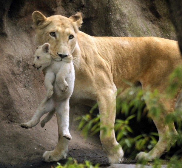 lion and lioness and cub. lion and lioness and cub. Lion And Lioness And Cub