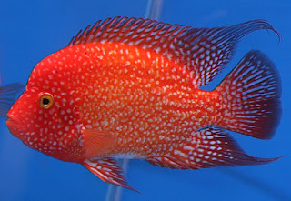 Flowerhorn Cichlids