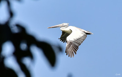 Ranganathittu Bird Sanctuary, traveldiaryofpallab