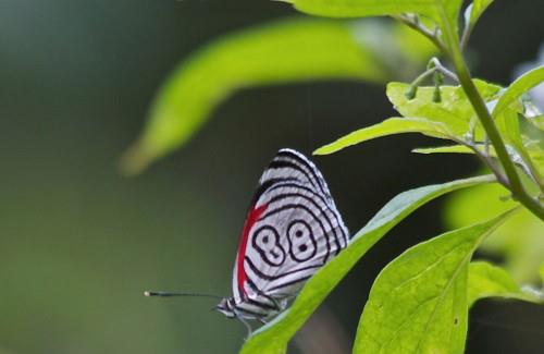 The 'Eighty-Eight' butterfly of Brazil 