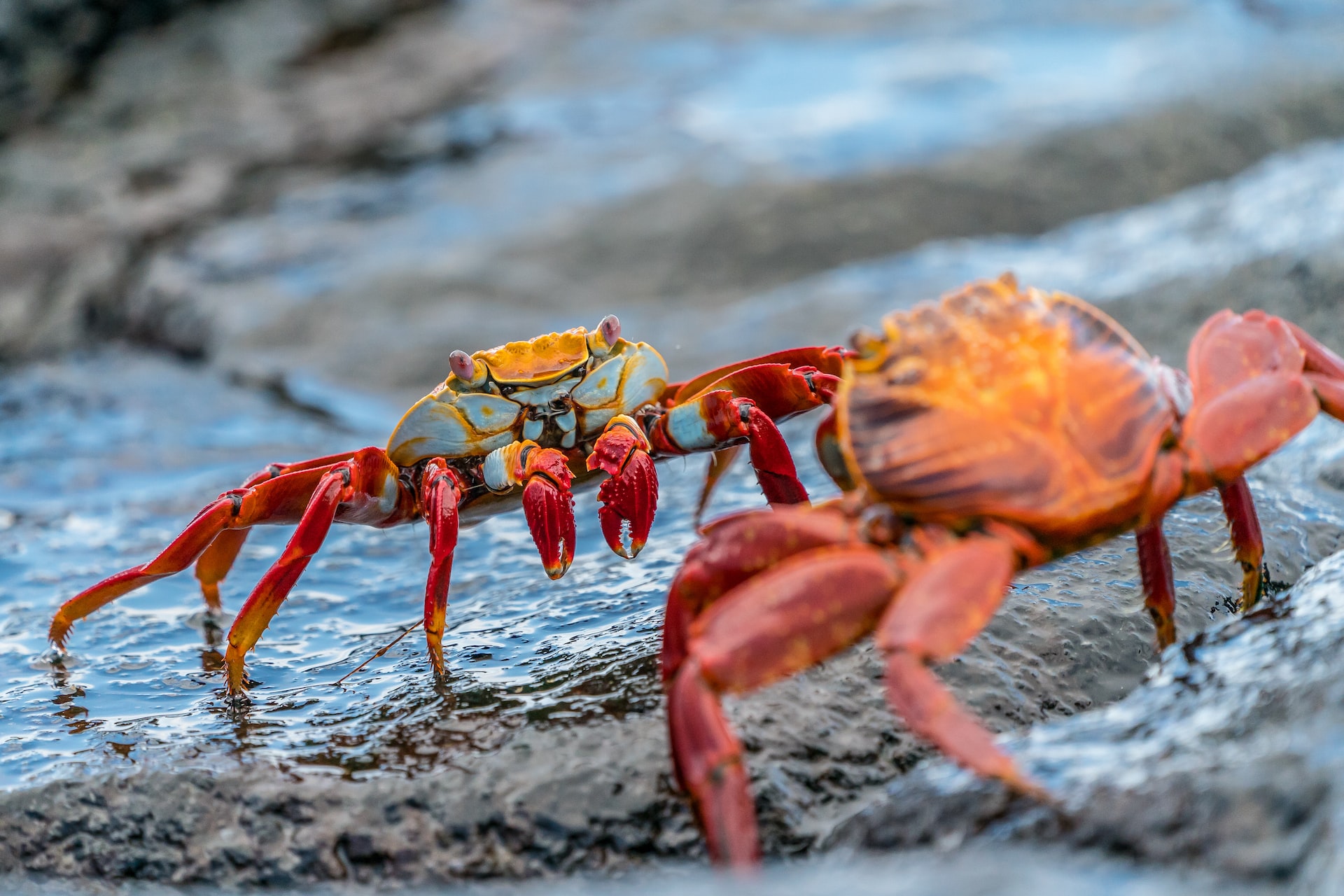 Why Do Crabs Walk Sideways? Here's the Explanation