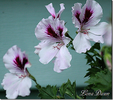 Geranium2_AristoPetticoat
