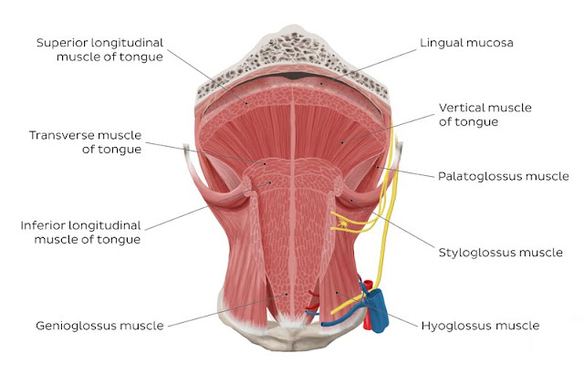 Overview of tongue muscles (anterior view)