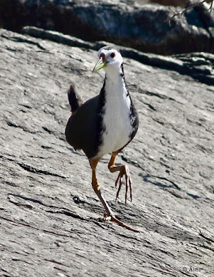 White-breasted Waterhen