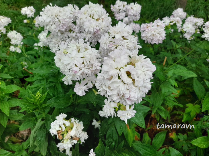 Мыльнянка лекарственная (Saponaria officinalis)