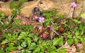 Herb Robert, Geranium robertianum.  High Elms Country Park, 21 April 2015.