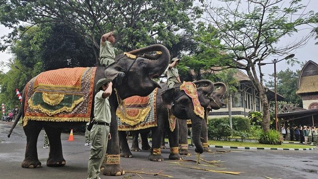 Elephants in Bali Safari Join the Flag Ceremony of the Republic of Indonesia's Birthday