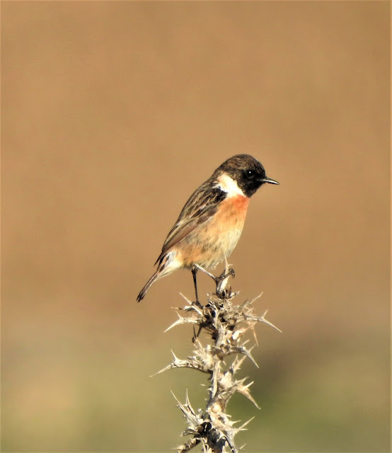 Quijorna, Madrid, aves,Tarabilla Común, Saxicola Rubicola