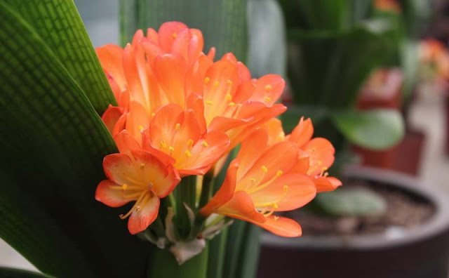 Bush Lily Flowers Pictures