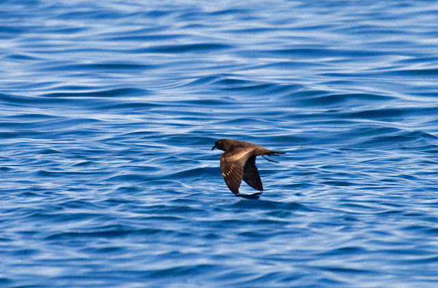 Black Storm-Petrel