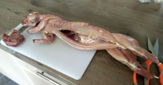 The rabbit, before I butchered it