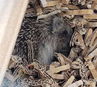 Brian snuggled in his shredded cardboard