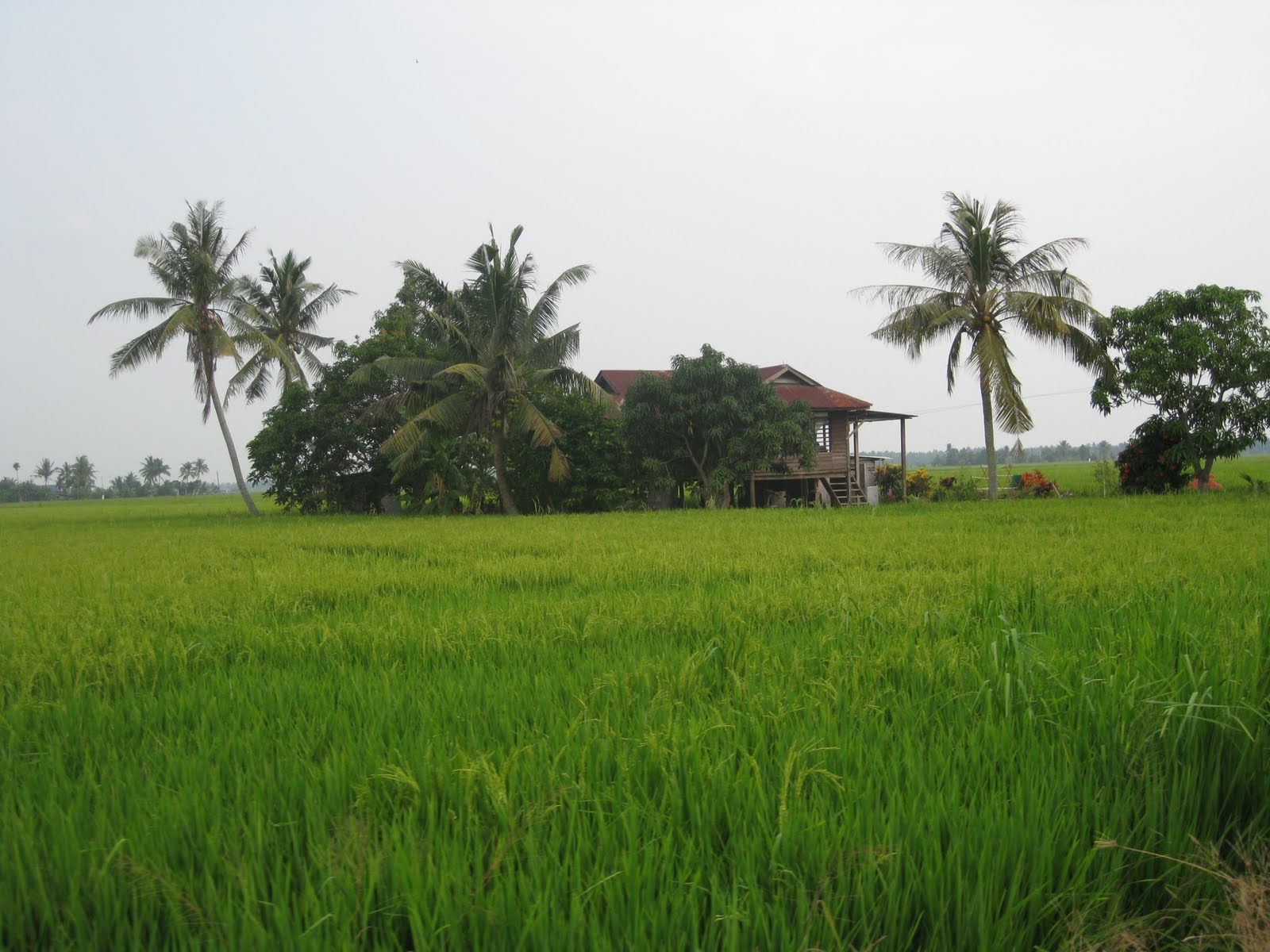  pemandangan  sawah padi