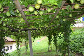http agrohias blogspot com Markisa  MTAZ