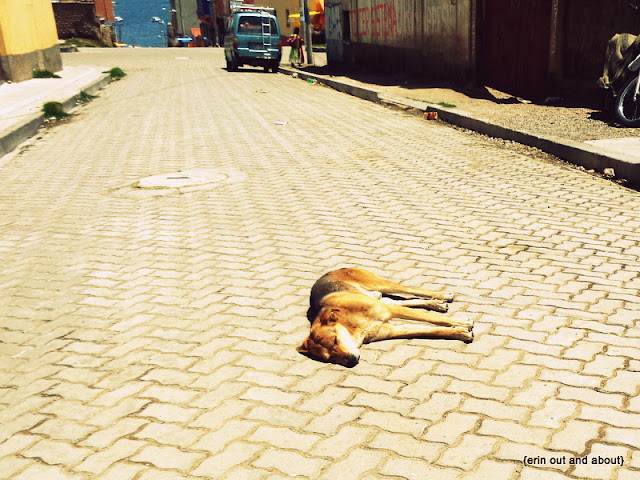 {ErinOutandAbout} The Beautiful Dogs of South America