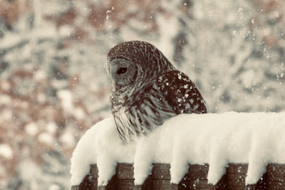 barred owl perched in snow