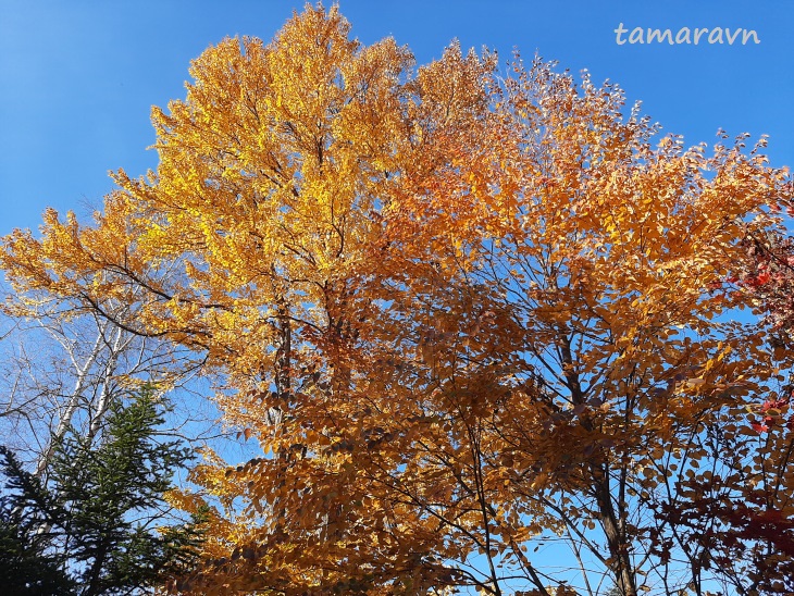 Багрянник японский (Cercidiphyllum japonicum)