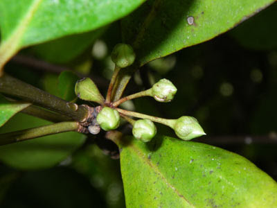 Kachang-kachang (Aegiceras corniculatum)