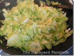 cabbage 01