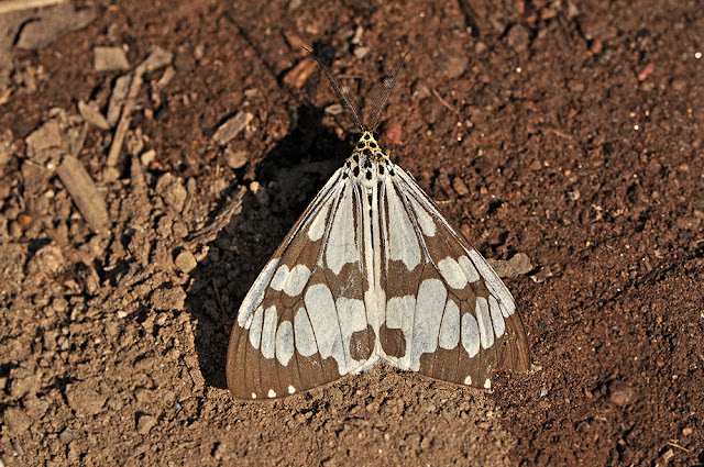 Nyctemera adversata moth