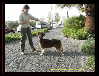 australian shepherd