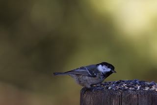 A scruffy looking Coal Tit by the carpark