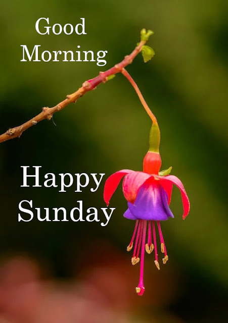 Good Morning Happy Sunday