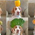 Dog Wears 100 Different Fruits & Veggies On His Head