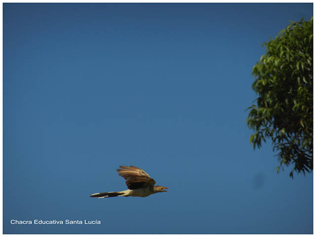 Pirincho volando- Chacra Educativa Santa Lucía