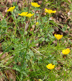 Bulbous Buttercup, Ranunculus bulbosus.  Keston Common.  4 May 2015