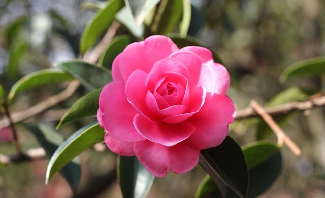 Camellia Flowers Pictures