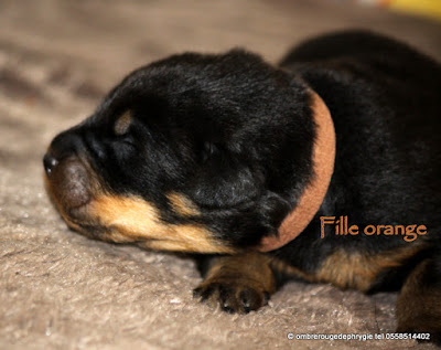 chiot beauceron de l'élevage de l'ombre rouge de phrygie dans les landes