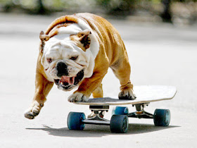 https://sports.vice.com/en_us/article/inside-the-delightful-world-of-skateboarding-bulldogs