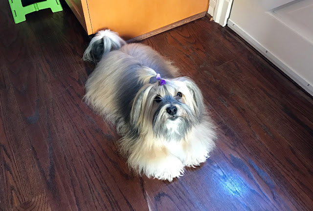 Rocco Havanese after bath