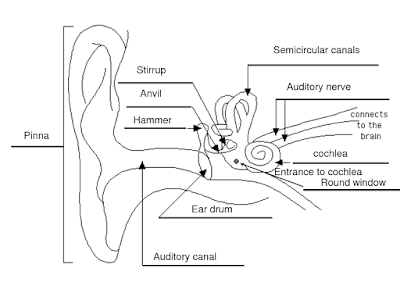 Simple ear diagrams | Ear diagram with labels | Inner ear diagram