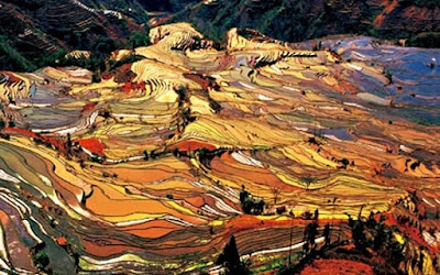 Beautiful Place Rice Field Terraces in Yunnan China