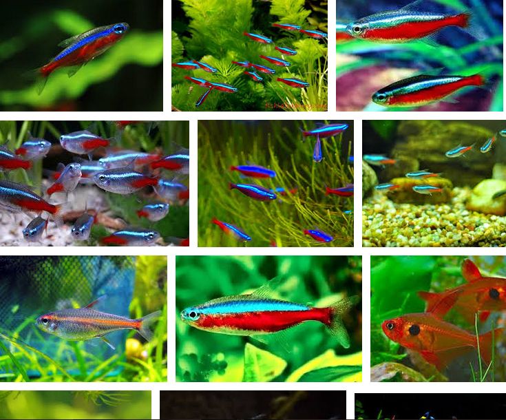  Gambar Jual Ikan Neon Cardinal Lapak Alfresco Shop 