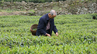 Wudang plantación té