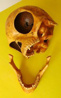 Mystery Sealand Skull, Real or Fake?