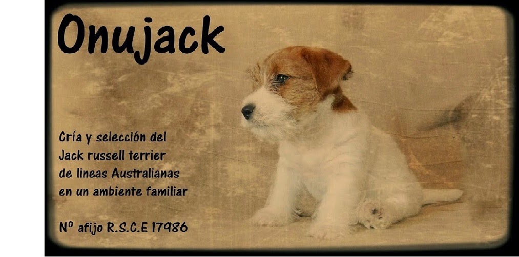 Jack Russell Pelo Corto Consegui tu perro Jack Rusell al  - Jack Russell Terrier Pelo Corto