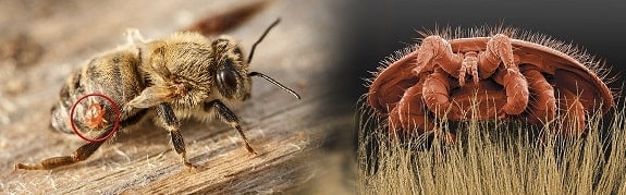 Cómo daña a las abejas melíferas