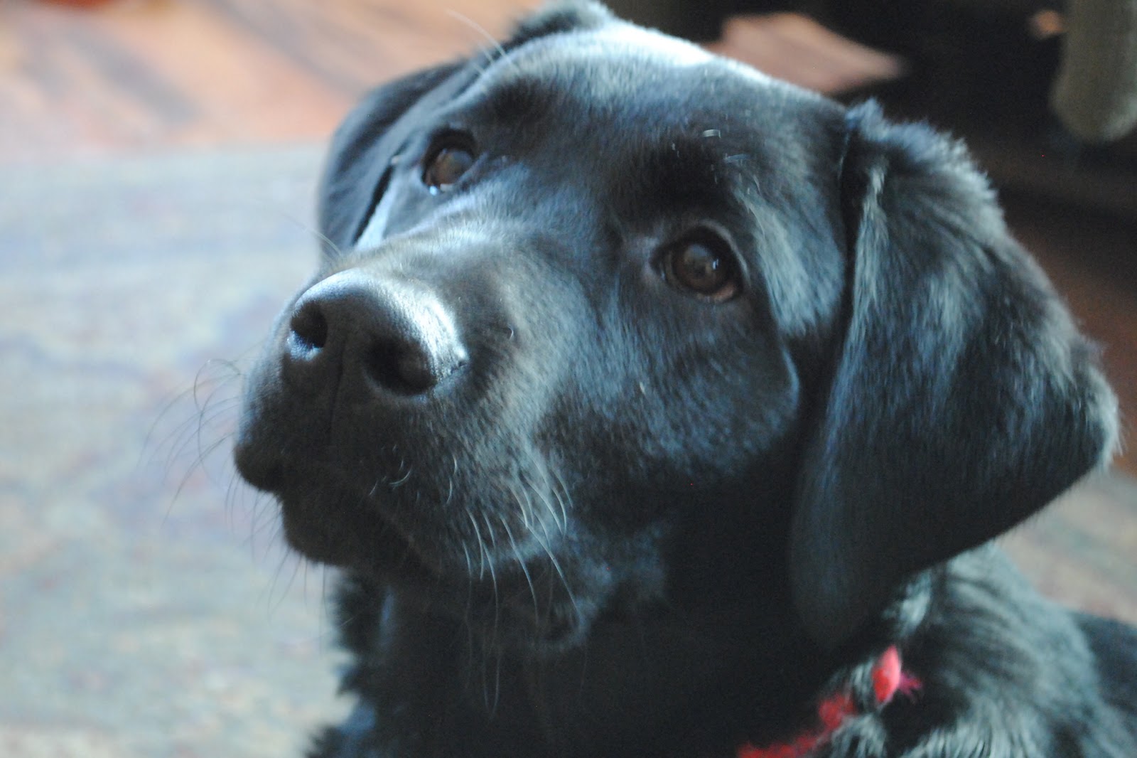  Dog  Wallpaper Cute  Black  Lab Puppies high resolution