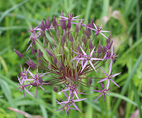 Gärten der Welt Berlin - Karl-Foerster-Staudengarten