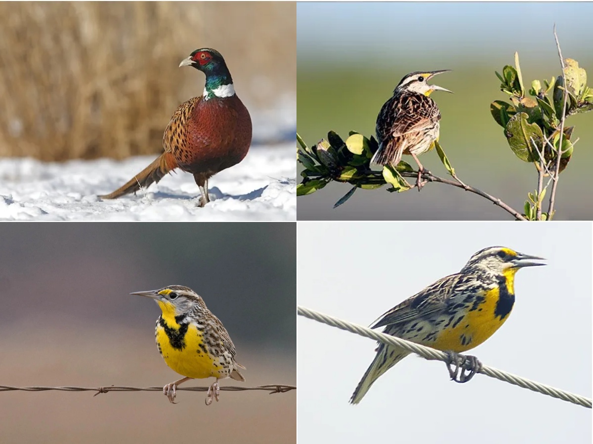 Four state birds